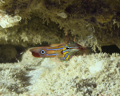 Rainfordia opercularis