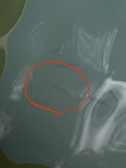 Notemigonus crysoleucas