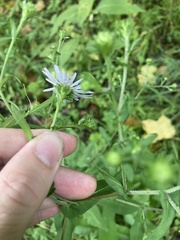 Symphyotrichum prenanthoides