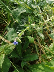 Pulmonaria mollis