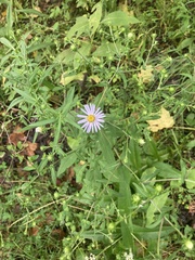 Symphyotrichum prenanthoides