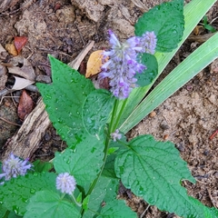 Agastache foeniculum
