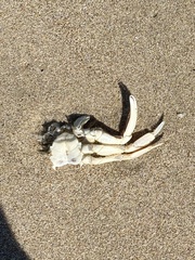 Metacarcinus magister