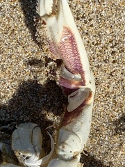 Metacarcinus magister