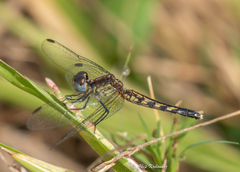 Erythrodiplax minuscula
