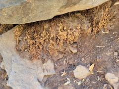 Cystopteris fragilis