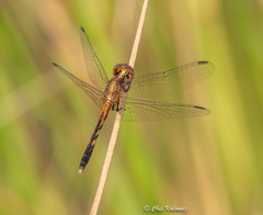 Erythrodiplax minuscula