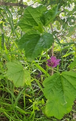 Malva sylvestris