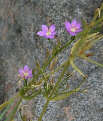 Zeltnera calycosa