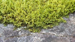 Pleurozium schreberi