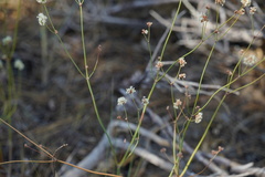 Eriogonum nudum