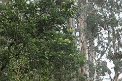 Acacia dealbata