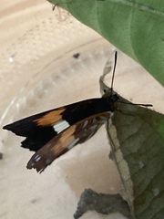 Adelpha cocala lorzae