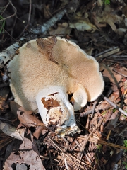 Hydnum repandum