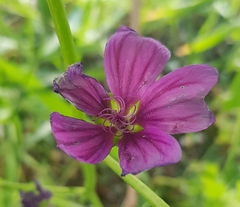 Malva sylvestris