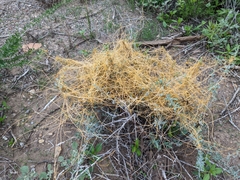 Cuscuta