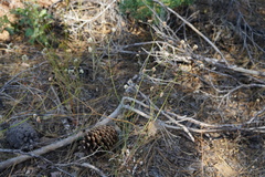 Eriogonum nudum