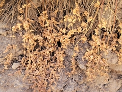 Cystopteris fragilis