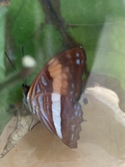 Adelpha cocala lorzae