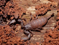 Hormurus