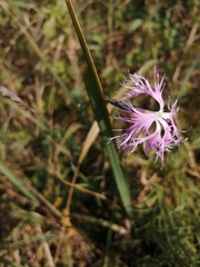 Dianthus superbus