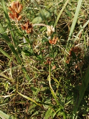 Trifolium lupinaster