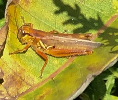 Melanoplus
