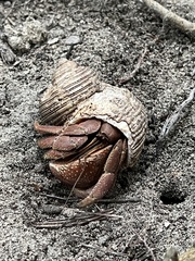 Coenobita brevimanus