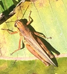 Melanoplus