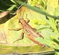 Melanoplus