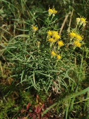 Galatella biflora