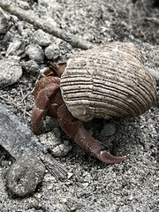 Coenobita brevimanus