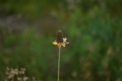 Rudbeckia californica