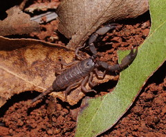 Hormurus