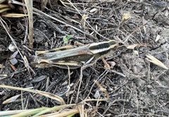 Melanoplus packardii