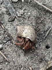Coenobita brevimanus
