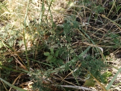 Artemisia gmelinii