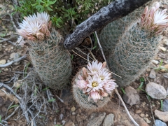 Escobaria tuberculosa