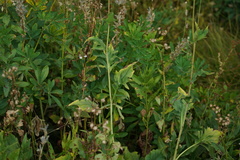 Rudbeckia californica