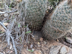 Escobaria tuberculosa