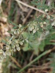 Artemisia gmelinii