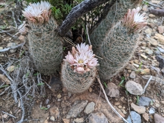 Escobaria tuberculosa