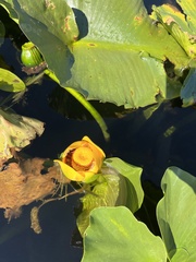 Nuphar