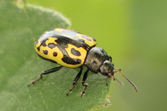 Zygogramma signatipennis