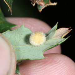 Atrusca trimaculosa
