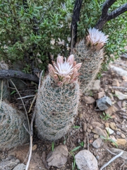 Escobaria tuberculosa