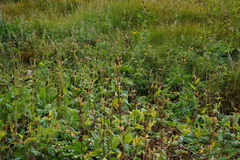 Rudbeckia californica