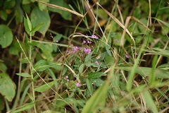 Desmodium paniculatum