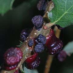 Disholcaspis prehensa