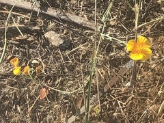 Eschscholzia californica
